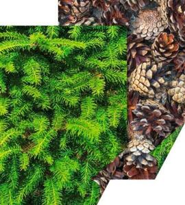 HEYDA 204772256 Motivkarton Naturstrukturen Tannen/Zapfen 50 x 70 cm