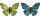 KNORR PRANDELL 218030909 Schmetterling 7 x 9 cm grün blau