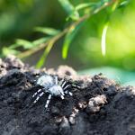 Metal Earth Bug Coll Tarantula