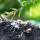Metal Earth Bug Coll Tarantula