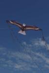 Elliot Drachen X-Kites Birds of Prey Eagle