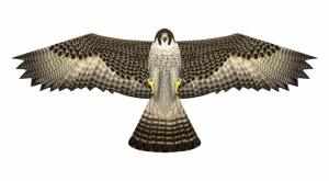 Elliot Drachen X-Kites Birds of Prey Falcon