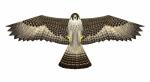 Elliot Drachen X-Kites Birds of Prey Falcon
