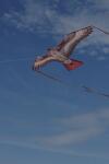 Elliot Drachen X-Kites Birds of Prey Hawk