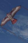 Elliot Drachen X-Kites Birds of Prey Hawk