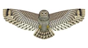 Elliot Drachen X-Kites Birds of Prey Owl