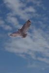 Elliot Drachen X-Kites Birds of Prey Owl