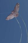Elliot Drachen X-Kites Birds of Prey Owl