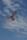 Elliot Drachen X-Kites Birds of Prey Owl