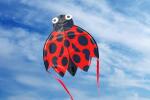 Elliot Drachen X-Kites SkyBugz Ladybug