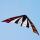 Elliot Drachen X-Dream 180 x 61 rot/orange/schwarz/grau rtf