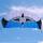 Elliot Drachen Sigma Spirit2.5 240x90cm Schl. schw/w/blau