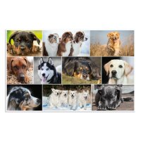 Herma Schreibunterlage Karton 55 x 35 cm Hunde