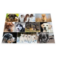 Herma Schreibunterlage Karton 55 x 35 cm Hunde