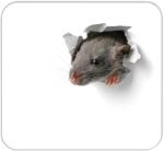 RNK Mousepad Block Mausi 240x220mm 30Bl
