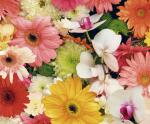 Ursus MOTIV-FOTOKARTON 300G.49,5x68CM,SOMMERBLUMEN