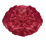 Ursus PAPER POMPONS,SEIDENP.20G.50x70CM,10BG.D.ROT
