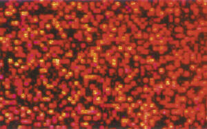 Ursus HOLOGRAMMFOLIE ROLLE 35x50CM,ROT