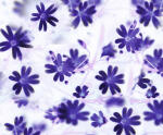 Ursus TRANSP.PAPIER "FLORA"115G.A4,5BL.MOT.02