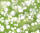 Ursus TRANSP.PAPIER "FLORA"115G.A4,5BL.MOT.05