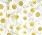 Ursus TRANSP.PAPIER "FLORA"115G.A4,5BL.MOT.08