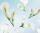 Ursus TRANSP.PAPIER "FLORA"115G.A4,5BL.MOT.10