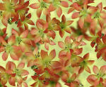Ursus TRANSP.PAPIER "FLORA"115G.A4,5BL.MOT.11
