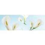 Ursus TRANSP.PAPIER "FLORA"115G.A4,25BL.MOT.10