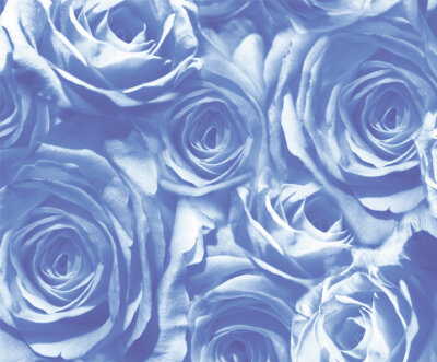Ursus TRANSP.PAPIER "ROSEN"115G.A4,5BL.MITTELBLAU
