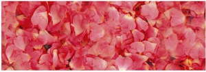 Ursus TRANSP.PAPIER "FLORA"115G.50x61CM,MOT.07