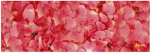 Ursus TRANSP.PAPIER "FLORA"115G.50x61CM,MOT.07