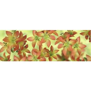 Ursus TRANSP.PAPIER "FLORA"115G.50x61CM,MOT.11