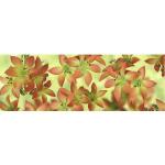 Ursus TRANSP.PAPIER "FLORA"115G.50x61CM,MOT.11