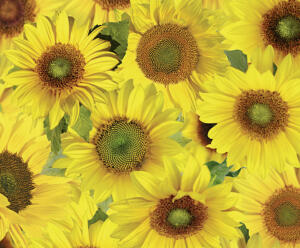 Ursus TRANSP.ROLLE "FLORA"115G.50x61CM,MOT.09