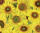 Ursus TRANSP.ROLLE "FLORA"115G.50x61CM,MOT.09