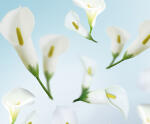 Ursus FOTOKTN.300G.DIN A4,5BL.FLORA CALLA