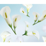 Ursus FOTOKTN.300G.DIN A4,25BL.FLORA CALLA