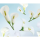 Ursus FOTOKTN.300G.DIN A4,25BL.FLORA CALLA