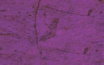 Ursus DIGITAL BANANENPAP.35G.10BL.DIN A4,PINK