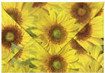 Ursus TRANSP.COUVERTS B6,5ST.FLORA SONNENBLUMEN