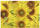 Ursus TRANSP.COUVERTS B6,5ST.FLORA SONNENBLUMEN