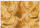 Ursus TRANSP.COUVERTS B6,5ST.ROSEN APRICOT