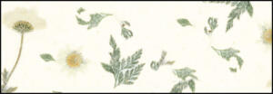 Ursus BOTANICA 35G.23x33CM,5BL.DAISY