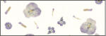 Ursus BOTANICA 35G.23x33CM,5BL.VIOLA