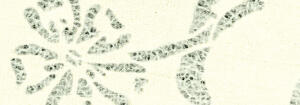 Ursus LACE PAPER 50G.23x33CM,5BL.BLUMEN