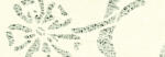 Ursus LACE PAPER 50G.23x33CM,5BL.BLUMEN