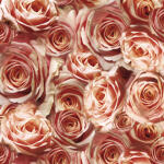 Ursus SCRAPB.PAPER TRANSP.12"x12",5BL.FLORA ROSEN