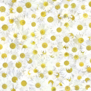 Ursus SCRAPB.PAPER TRANSP.12"x12",5BL.FLORA MARGERI