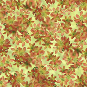 Ursus SCRAPB.PAPER TRANSP.12"x12",5BL.FLORA TIGERLI
