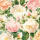 Servietten 25x25cm 20 St. Gloria